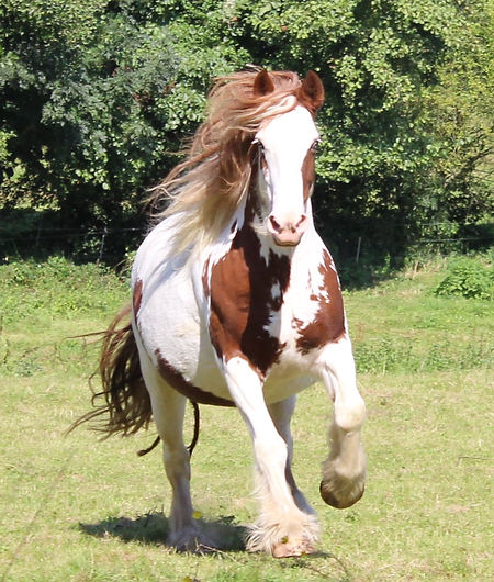 Farah, jument pie alezane irish cob
