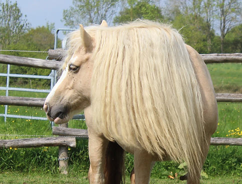Divine juliet, jument palomino
