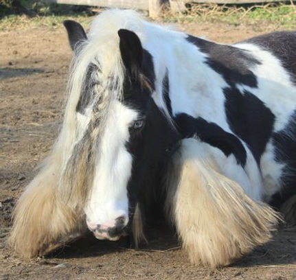 Graffiti, jument irish cob, gypsy cob