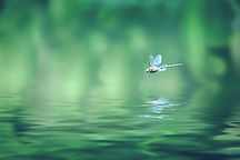 DragonFly-green_edited.jpg