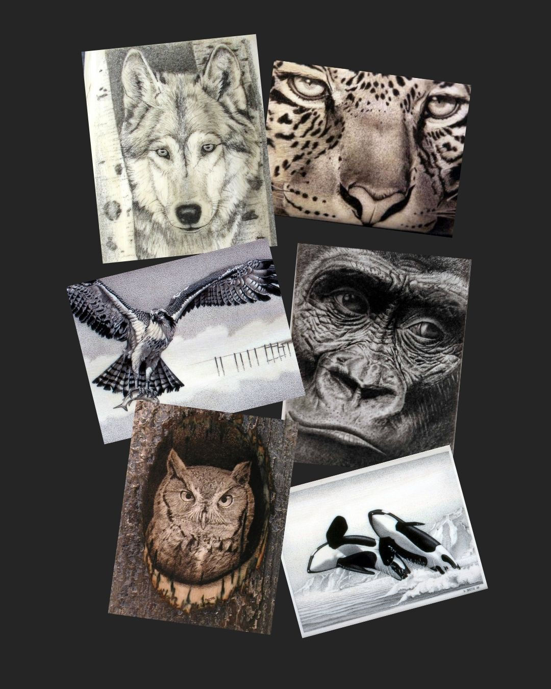 The Wildlife Collection