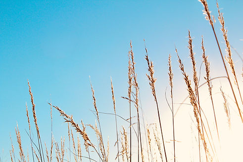 Tall golden grasses with blue sky and sunlight background