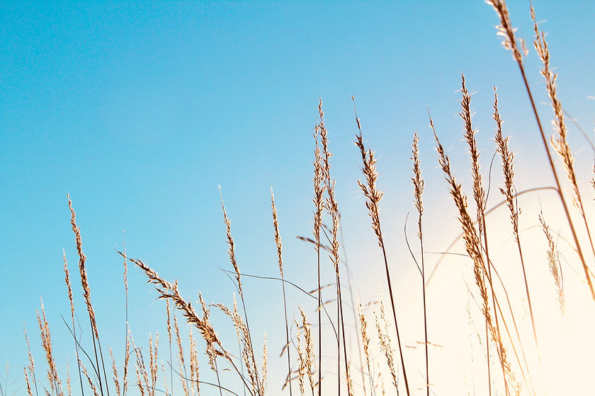 Tall golden grasses with blue sky and sunlight background