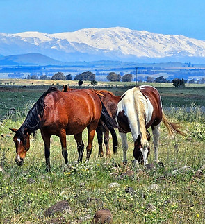 Horses graze in an open meadow of the Golan Heights