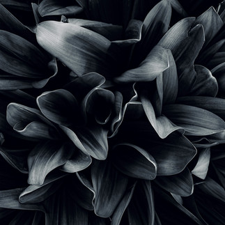 black and white photo of leaves