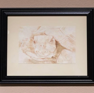 illutrated turtule face up close 