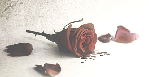 Cut rose with a few petals lying around and some blood