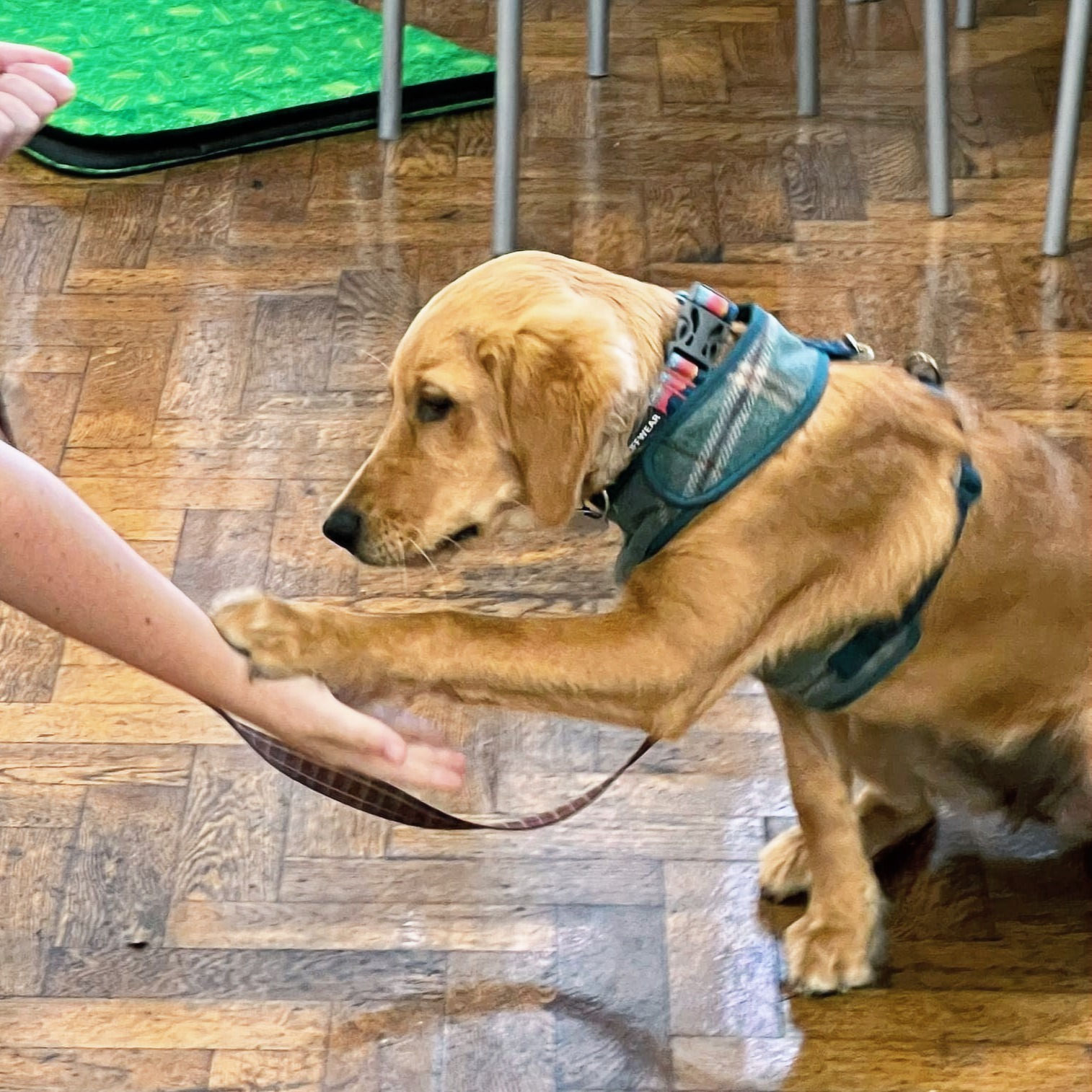 Gosforth and Longbenton Puppy Classes
