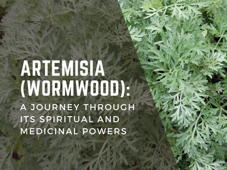 A close-up of the silvery-green leaves and delicate feathery texture of the Artemisia (wormwood) plant.
