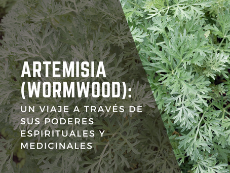 Un primer plano de las hojas de color verde plateado y delicada textura plumosa de la planta Artemisia (Wormwood).