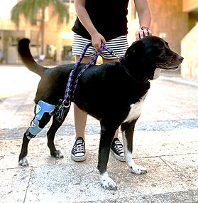 סד לתמיכה בברך הכלב | סד סטיפל צירים לכלב
