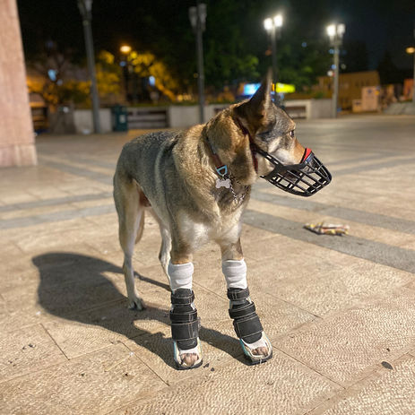 כלב שנעזר בסדים במקום גבס