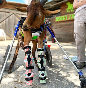 אביזרים ופתרונות שיקום לחיות משק בעלות צרכים מיוחדים