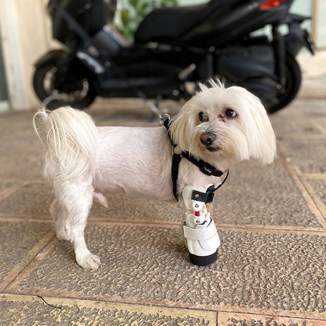 מלטז עם 3 רגליים