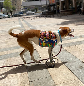 פרוטזה לקטיעה מלאה של רגל קדמית | תותבות לכלבים