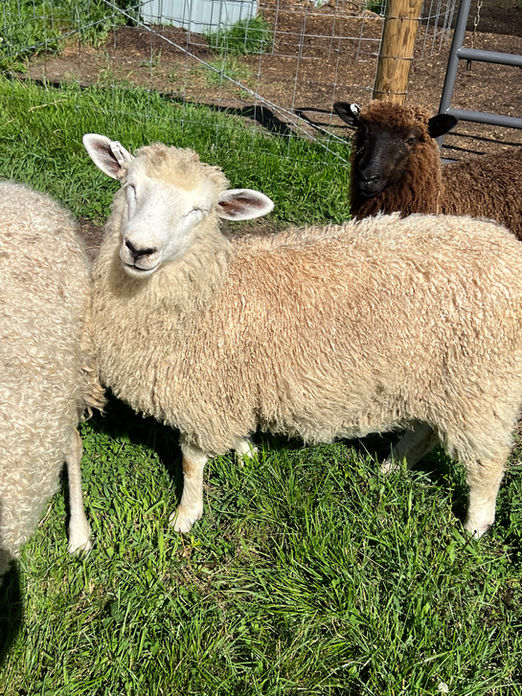 Sheep
