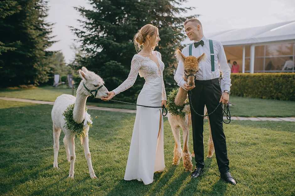 Sesja ślubna w dniu wesela, fotograf małopolskie, pomysł na sesje ślubną, sesja ślubna z lamami, Brzoskwinia Ogród, fotograf ślubny Kraków