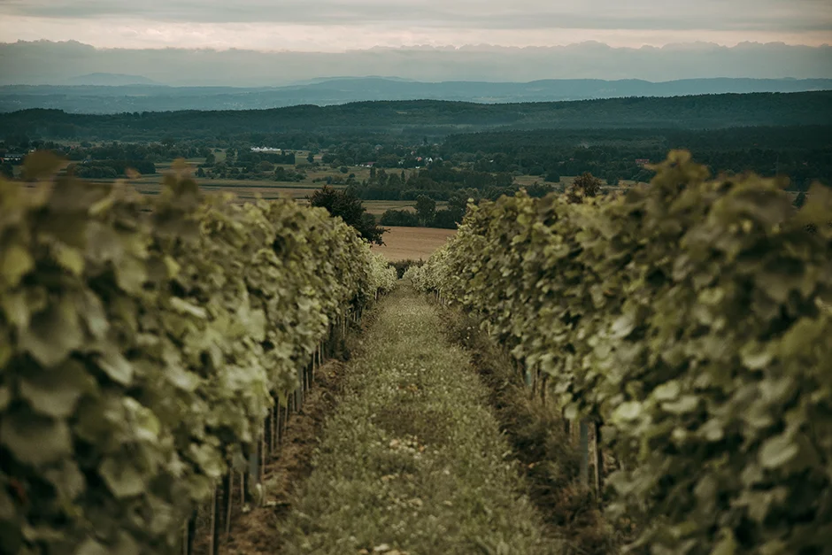 Plener ślubny w Winnicy, Ślub kościelny w plenerze, Winnica Jura, sala weselna, kamerzysta, fotograf, Kraków