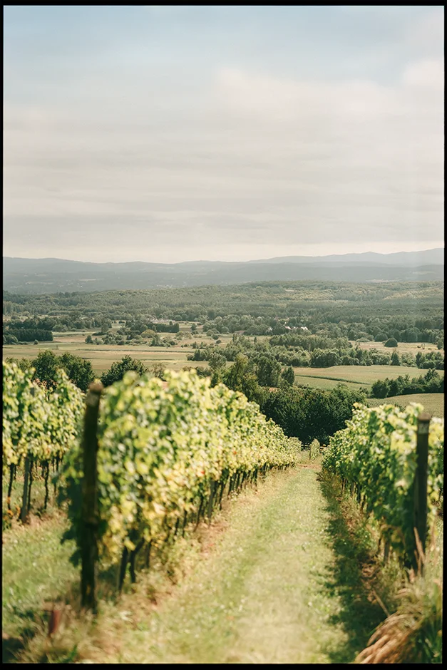 Plener ślubny w Winnicy, Ślub kościelny w plenerze, Winnica Jura, sala weselna, kamerzysta, fotograf, Kraków