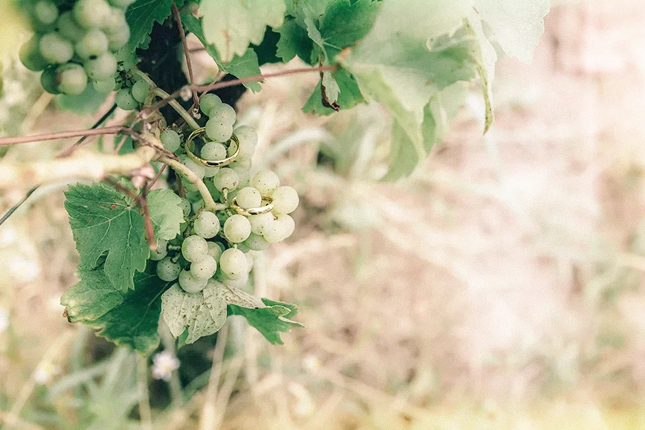 Plener ślubny w Winnicy, Ślub kościelny w plenerze, Winnica Jura, sala weselna, kamerzysta, fotograf, Kraków