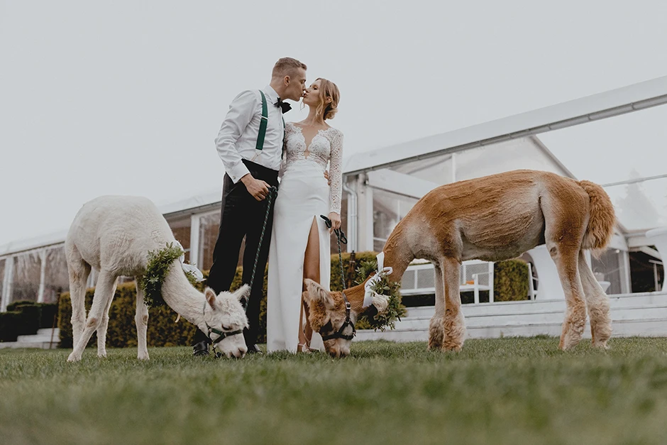 Sesja ślubna w dniu wesela, fotograf małopolskie, pomysł na sesje ślubną, sesja ślubna z lamami, Brzoskwinia Ogród, fotograf ślubny Kraków