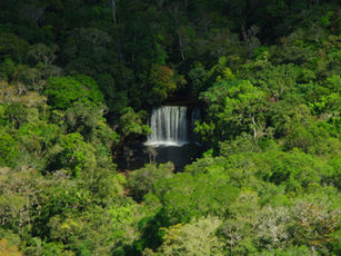 Mosaicos de Conservação Amazônica: Gestão Florestal Integrada e Oportunidades de Crédito de Carbono