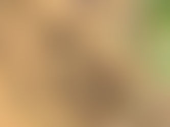 The Screech Owls of Everwise Hall (September, 2025)