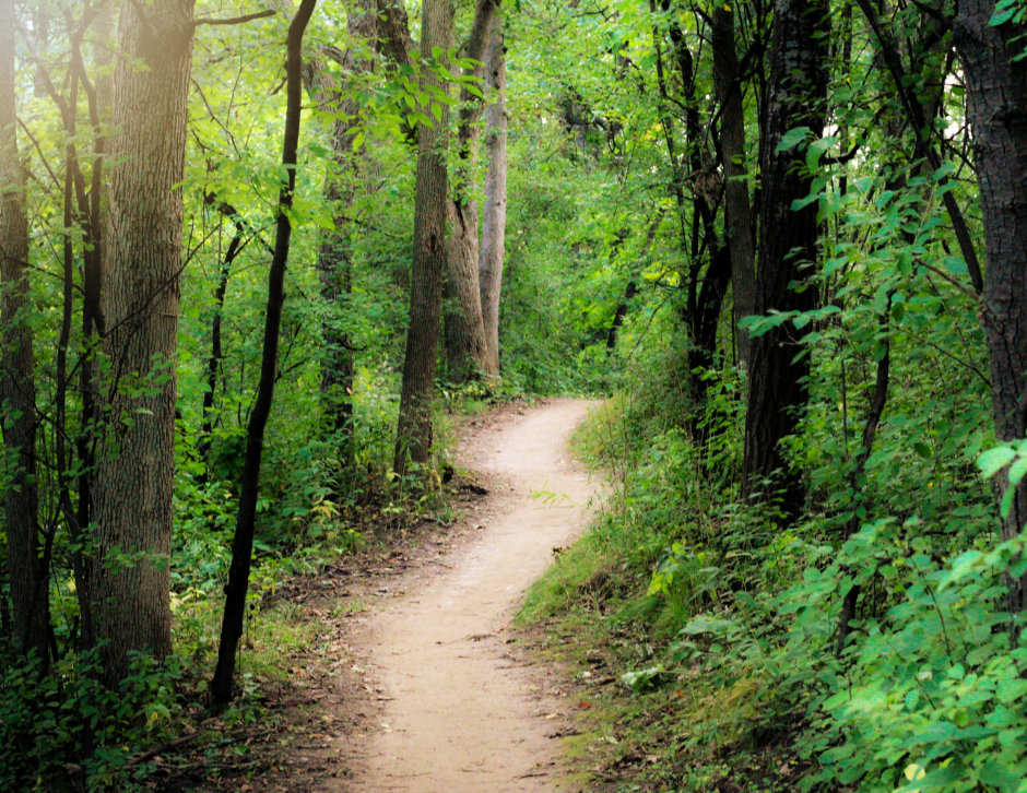 A pathway through a forest. Illustrates the wonder of what might be round the corner in nature.