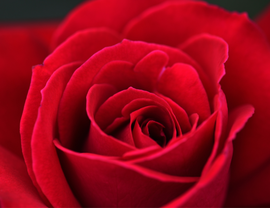 Close-up photo of red rose