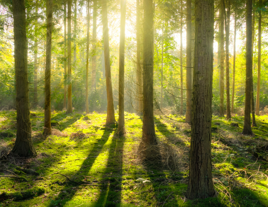 Tall trees in a forest. Shows light coming through the forest.