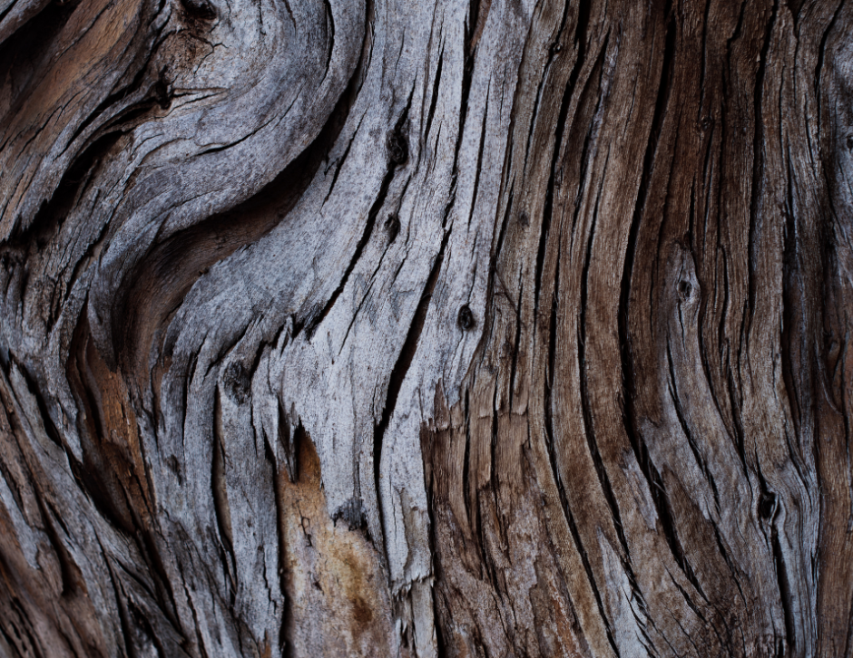 Close-up photo of textured tree bark