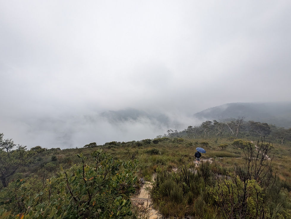 Rainy Blue Mountains