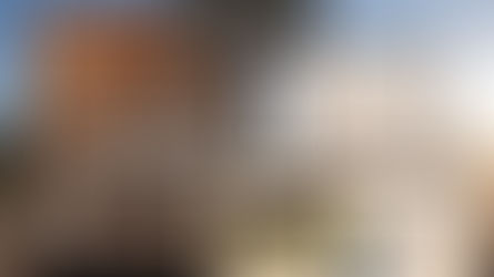 Sitz Angus at the NILE Female Sale 2025