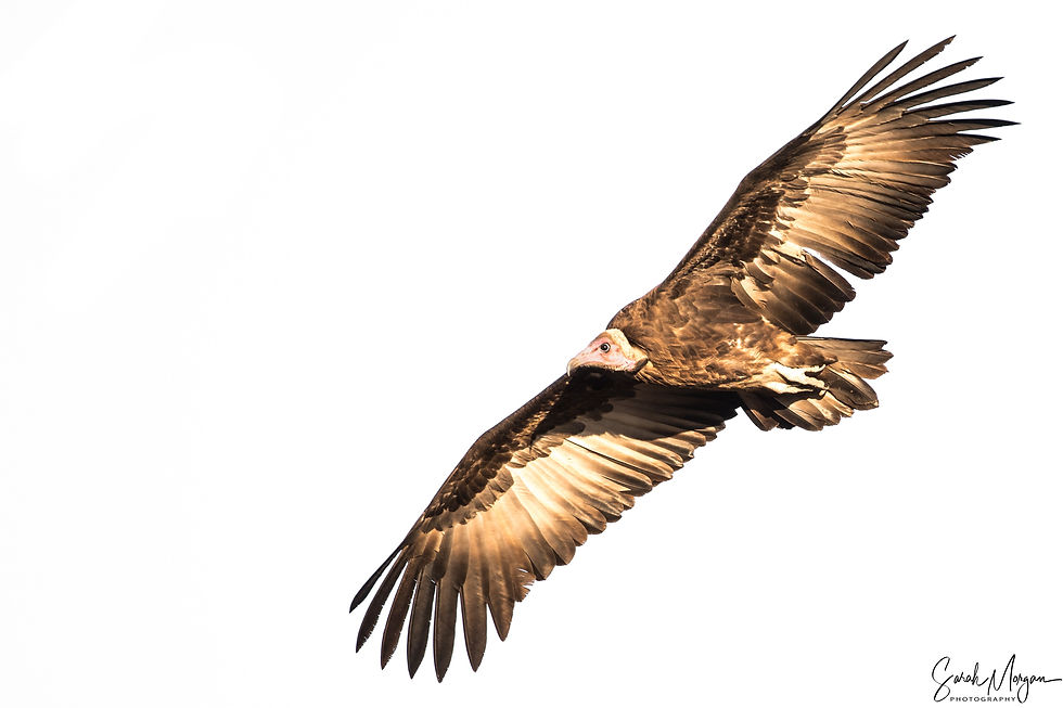 Hooded Vulture,