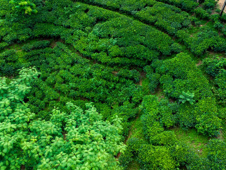 Tree plantations with precise spacing - Structure • Repeatability • Endurance • Systems • Predictability • Scale