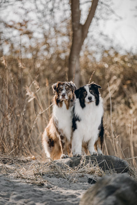 Dobby og Terkel-2.jpg