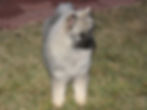 DeeDee