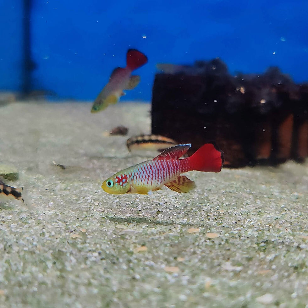 🐟🌿 Masse af Fisk, Planter og lidt Havedam er ankommet i denne uge
