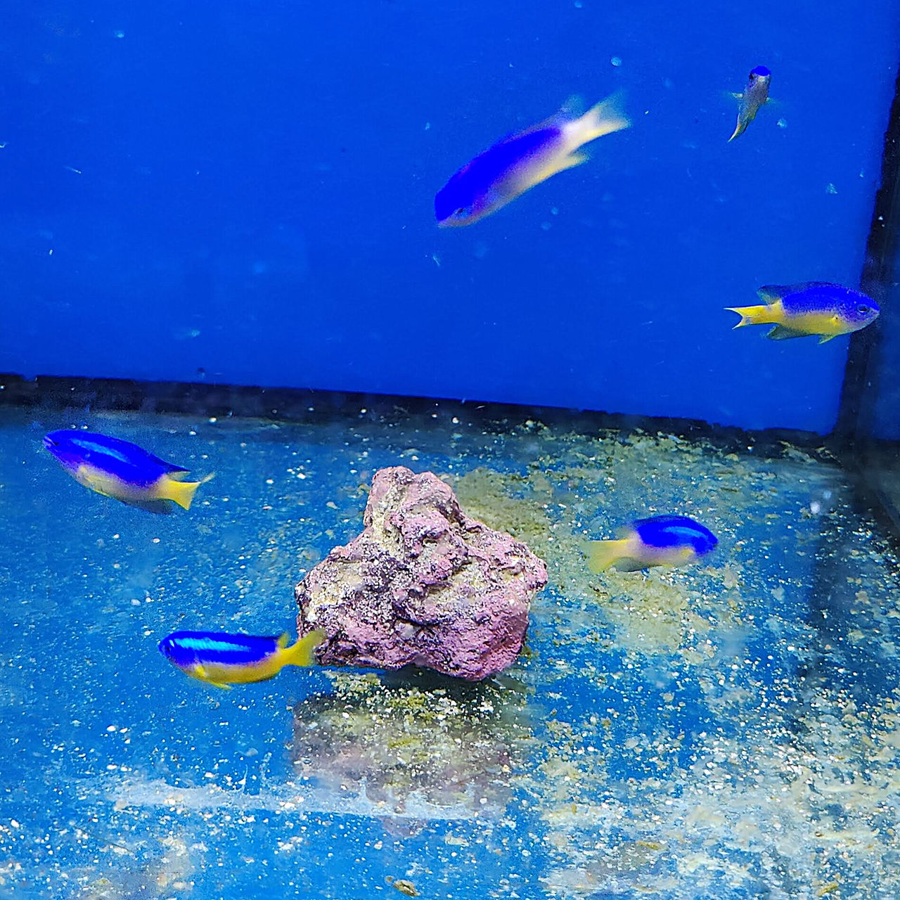 Pomacentrus coelestis - Neon Damsel - Fyns Akvarie Centrum