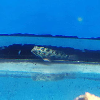 Synchiropus picturatus - Picturesque Dragonet (Green Mandarinfish)