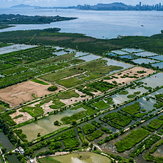 WWF Mai Po Nature Reserve​