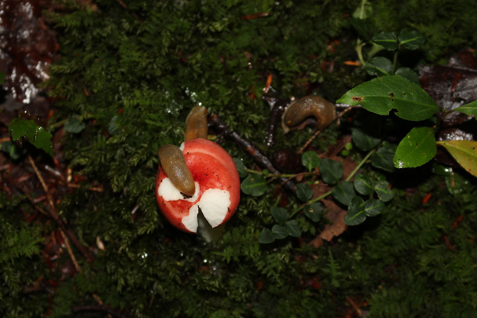 SHROOM2