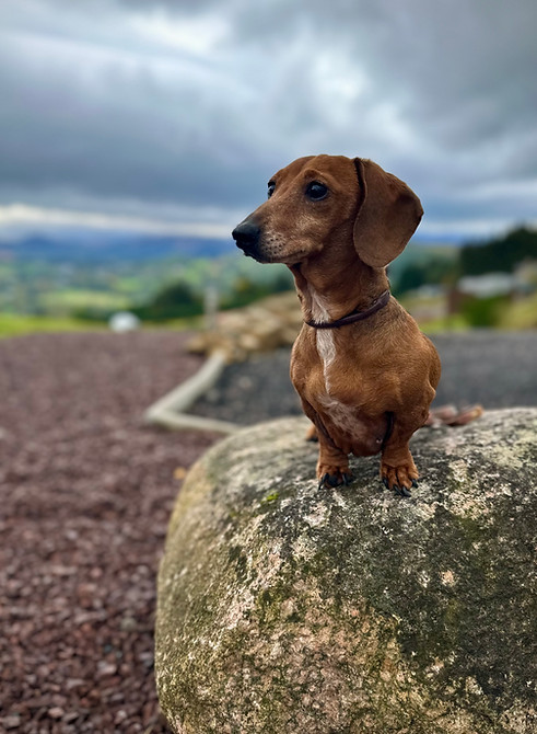 Miniature Dachshund Highland Heights