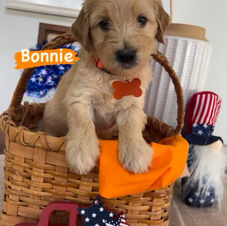 goldendoodle ethical breeder fort myers
