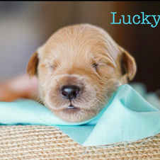 Goldendoodle Fort Myers Florida Dog Breeder pet dog puppy puppies