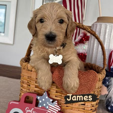 goldendoodle puppies