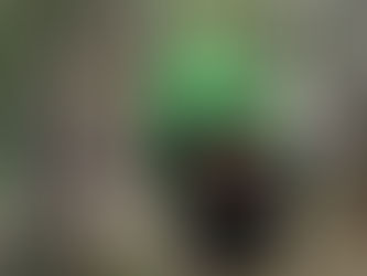 The Yubari Melon Bear