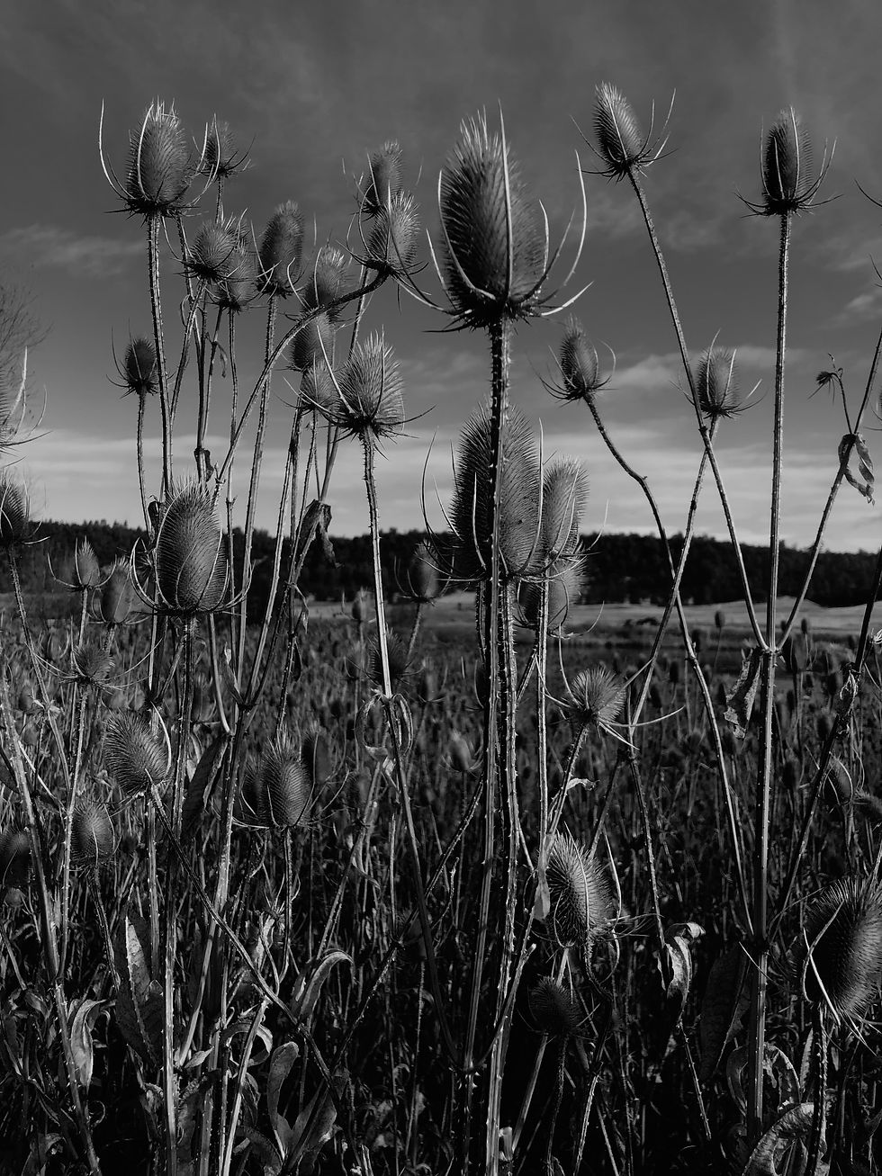Baum Lake Thistles