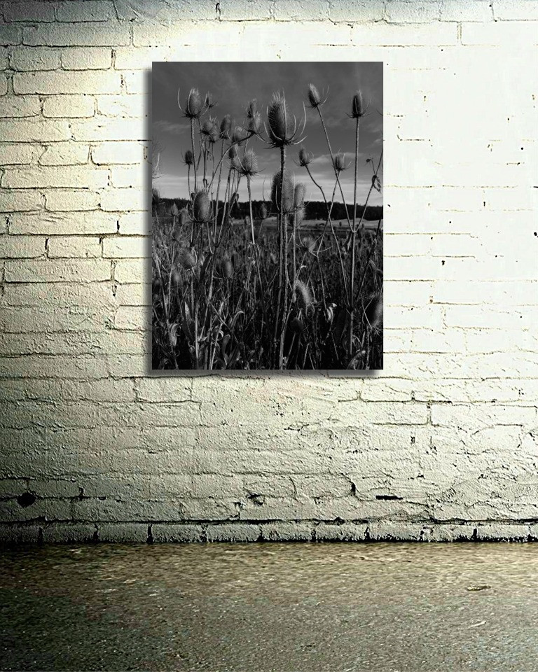 Thumbnail: Baum Lake Thistles