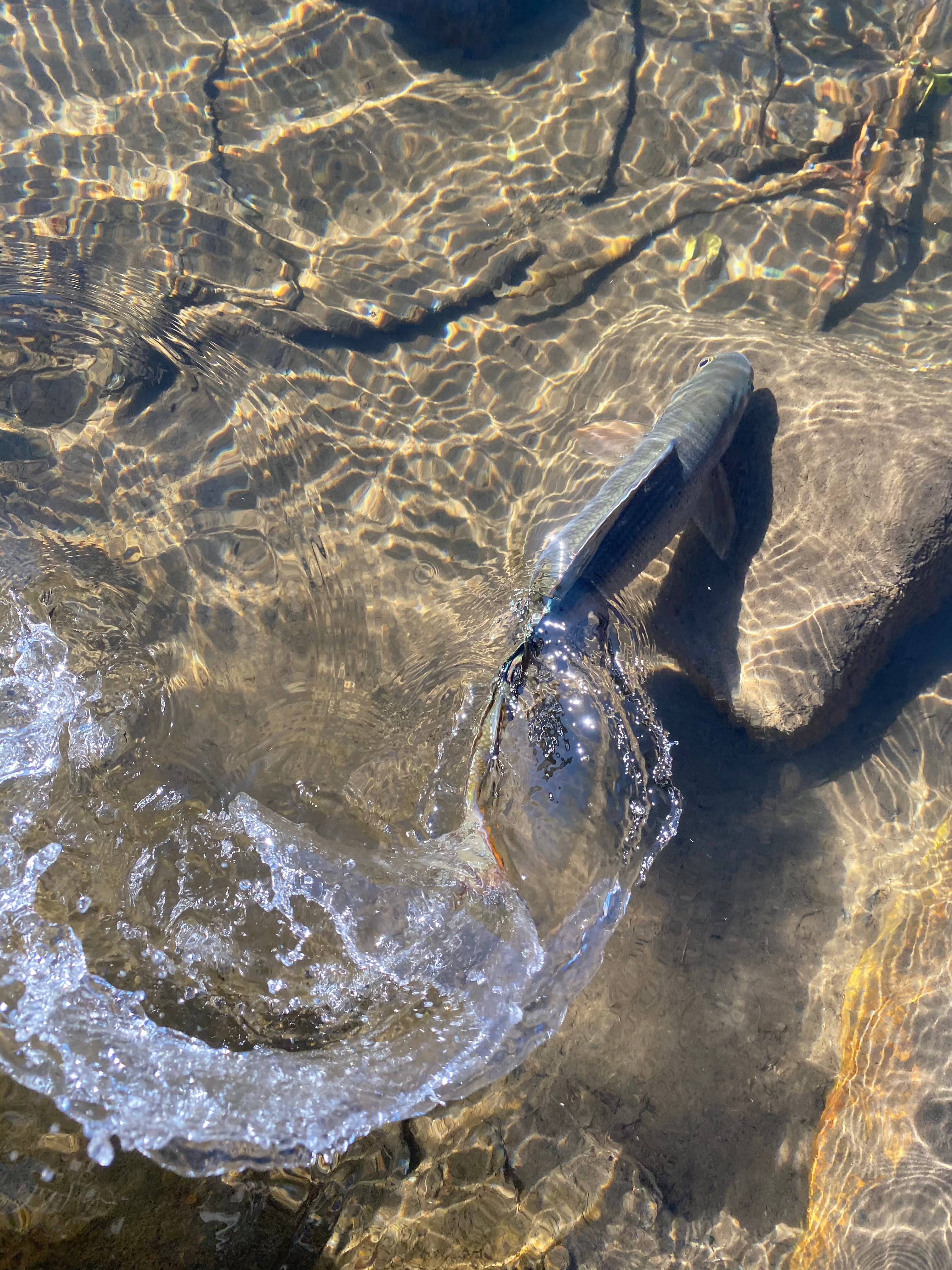 Fish Swish